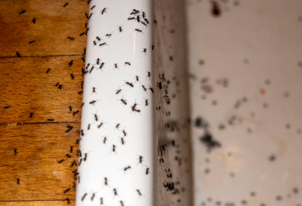 Best Best Pest Control Companies  in Pearsall, TX