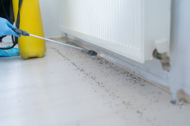 Best Bed Bug Extermination  in Pearsall, TX